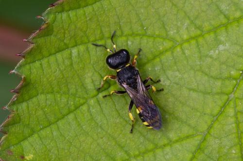 Réf. 215 756 : Ectemnius continuus punctatus